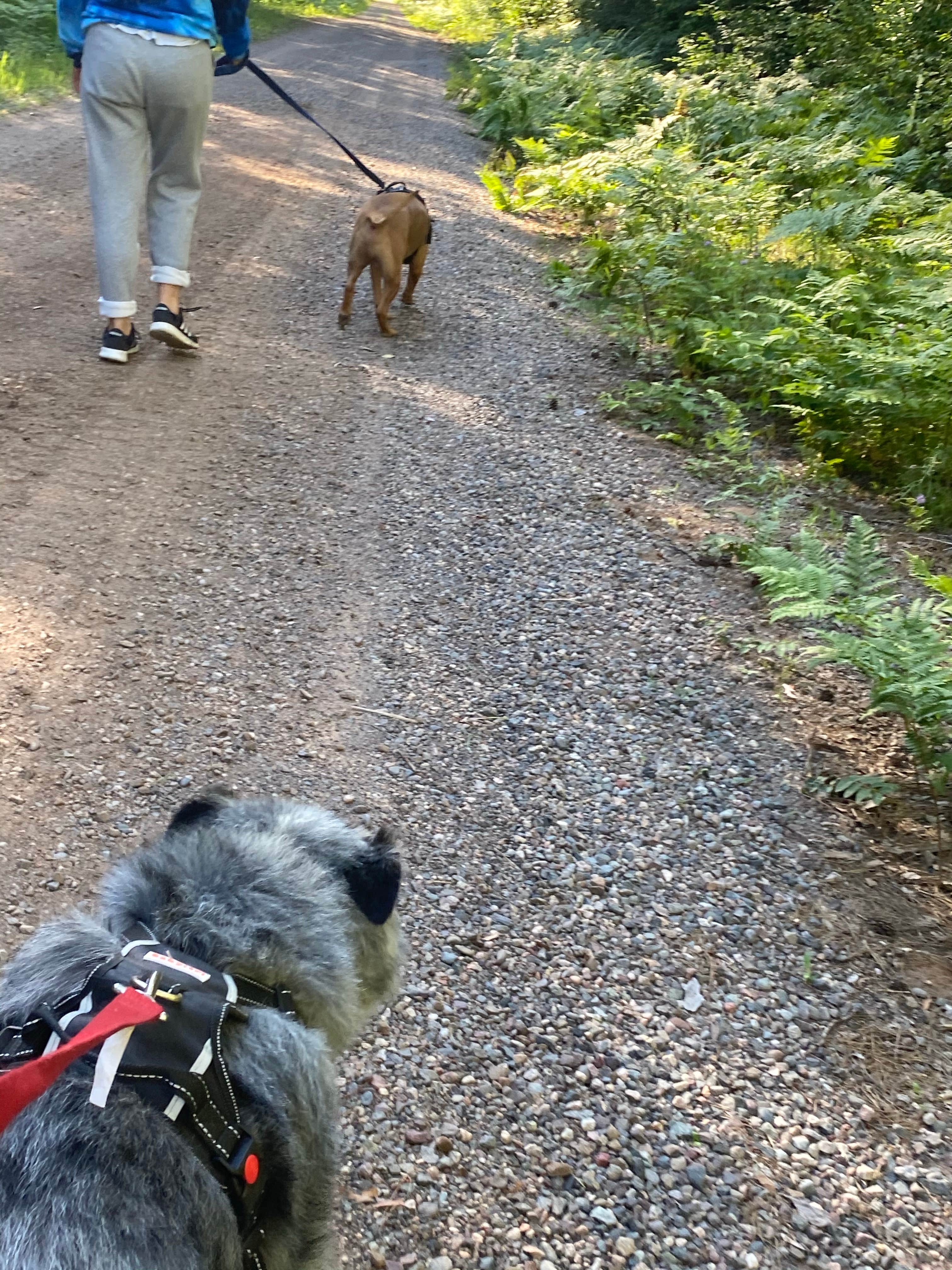 Jeanna Marie C.'s photo of camping with pets at Sandy Beach Lake Campground — Northern Highland State Forest near Ironwood, MI