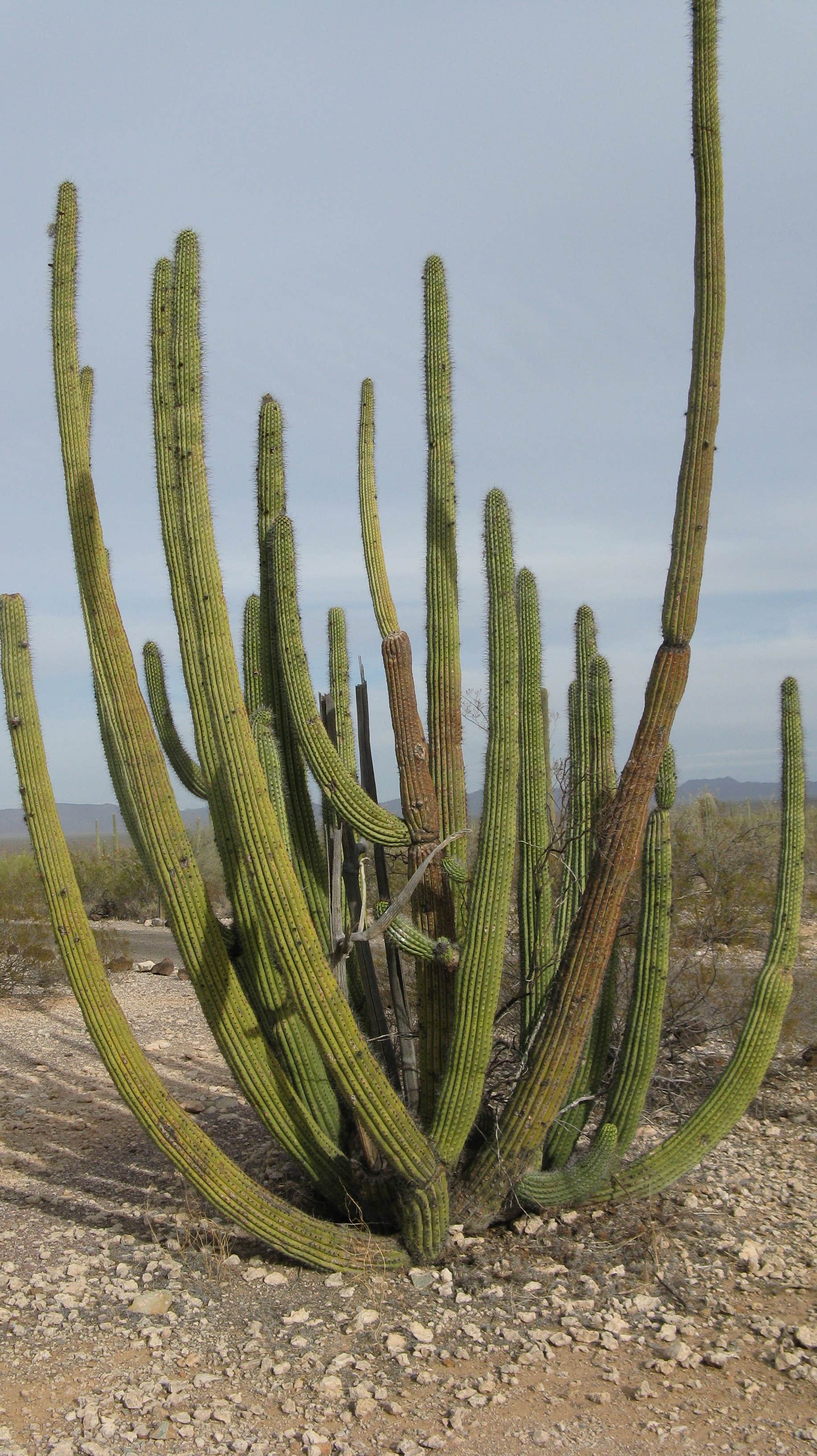 Camper submitted image from Twin Peaks Campground — Organ Pipe Cactus National Monument - 2