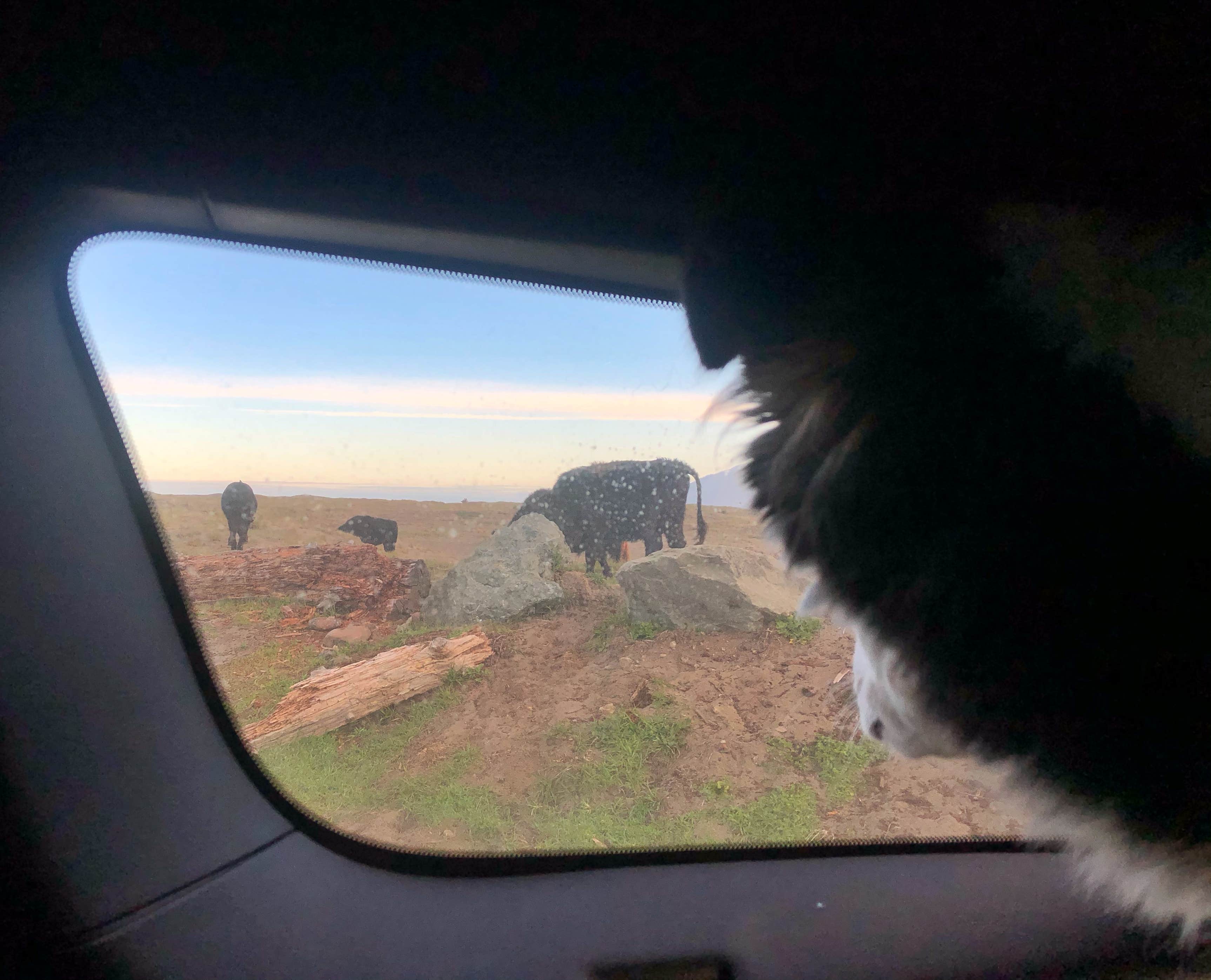 Alixandra S.'s photo of camping with pets at Mattole Campground near Redway, CA