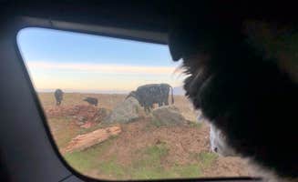 Alixandra S.'s photo of camping with pets at Mattole Campground near Redway, CA