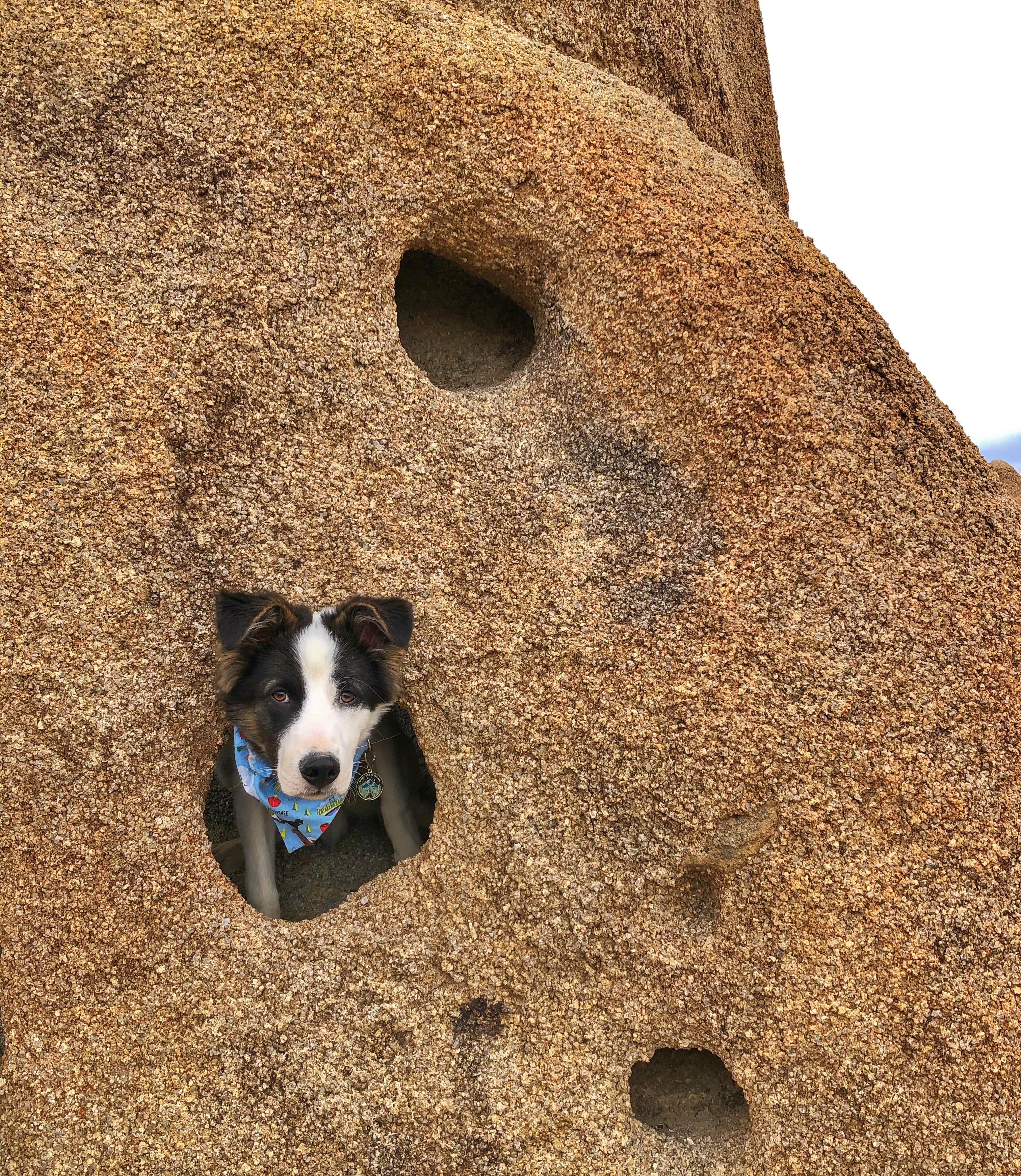 Alixandra S.'s photo of camping with pets at Alabama Hills Recreation Area near Keeler, CA