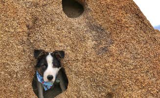 Alixandra S.'s photo of camping with pets at Alabama Hills Recreation Area near Independence, CA