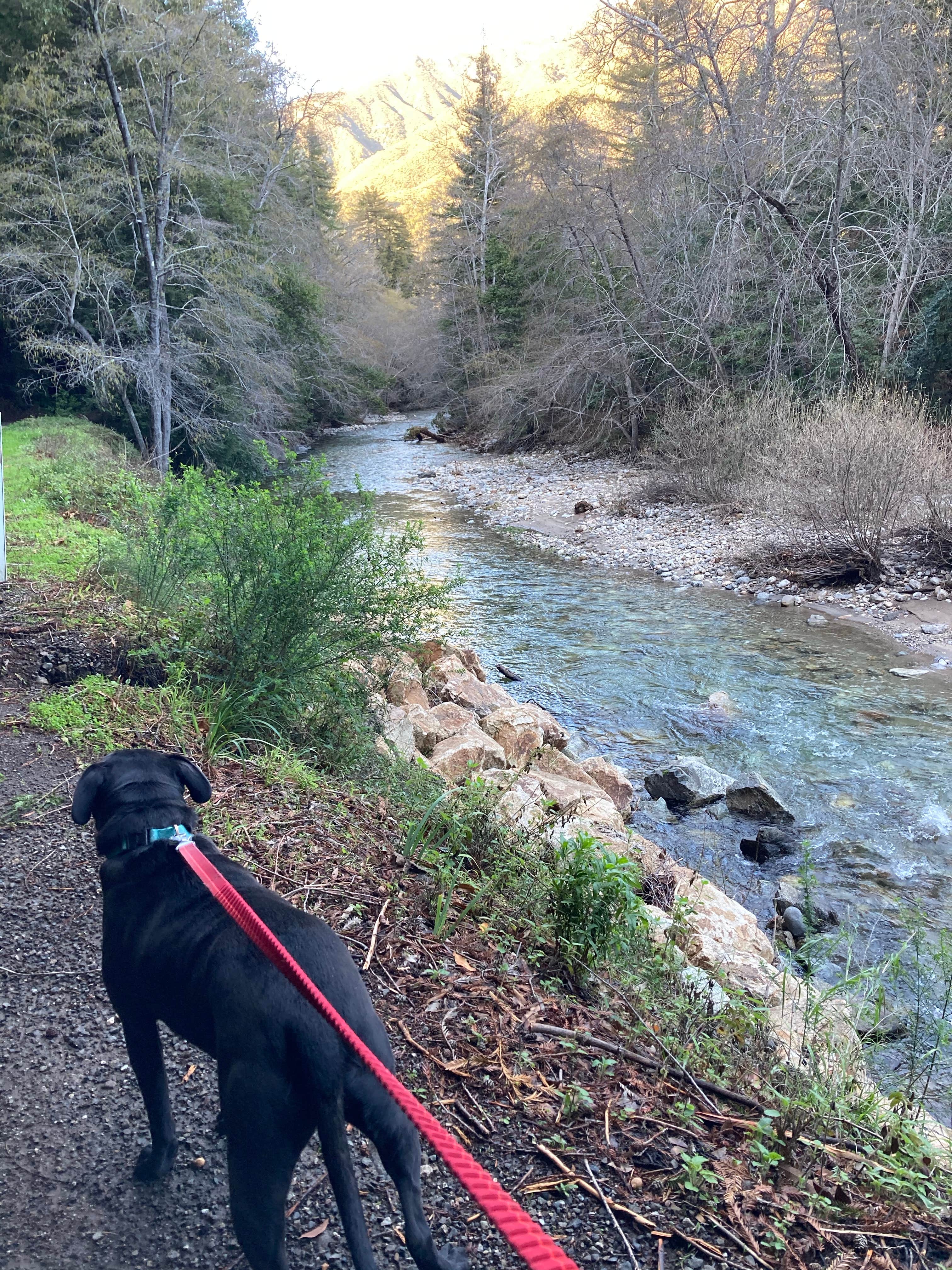 Christina L.'s photo of camping with pets at Pfeiffer Big Sur State Park Campground near Seaside, CA