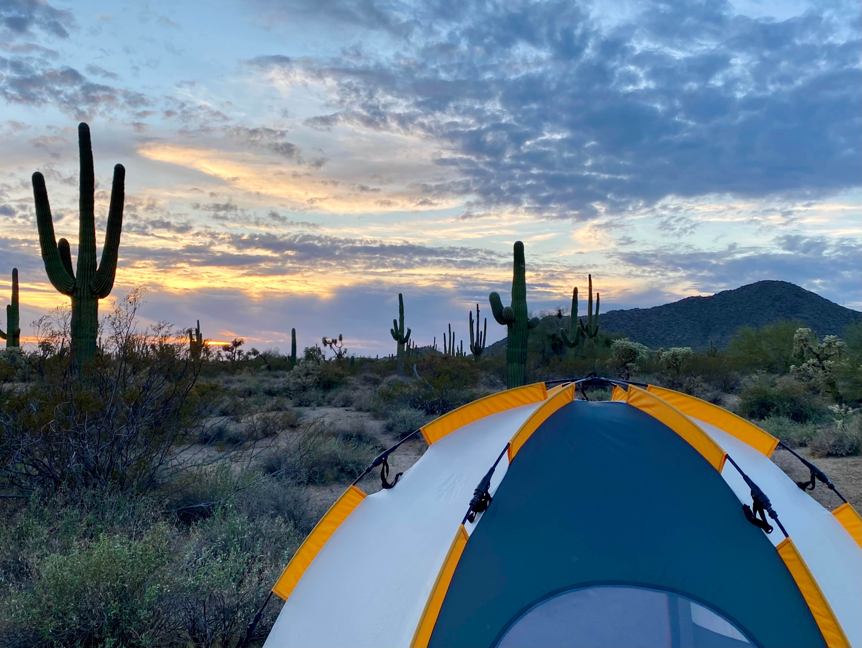 Janet H.'s photo at Usery Mountain Regional Park near Paradise Valley, AZ