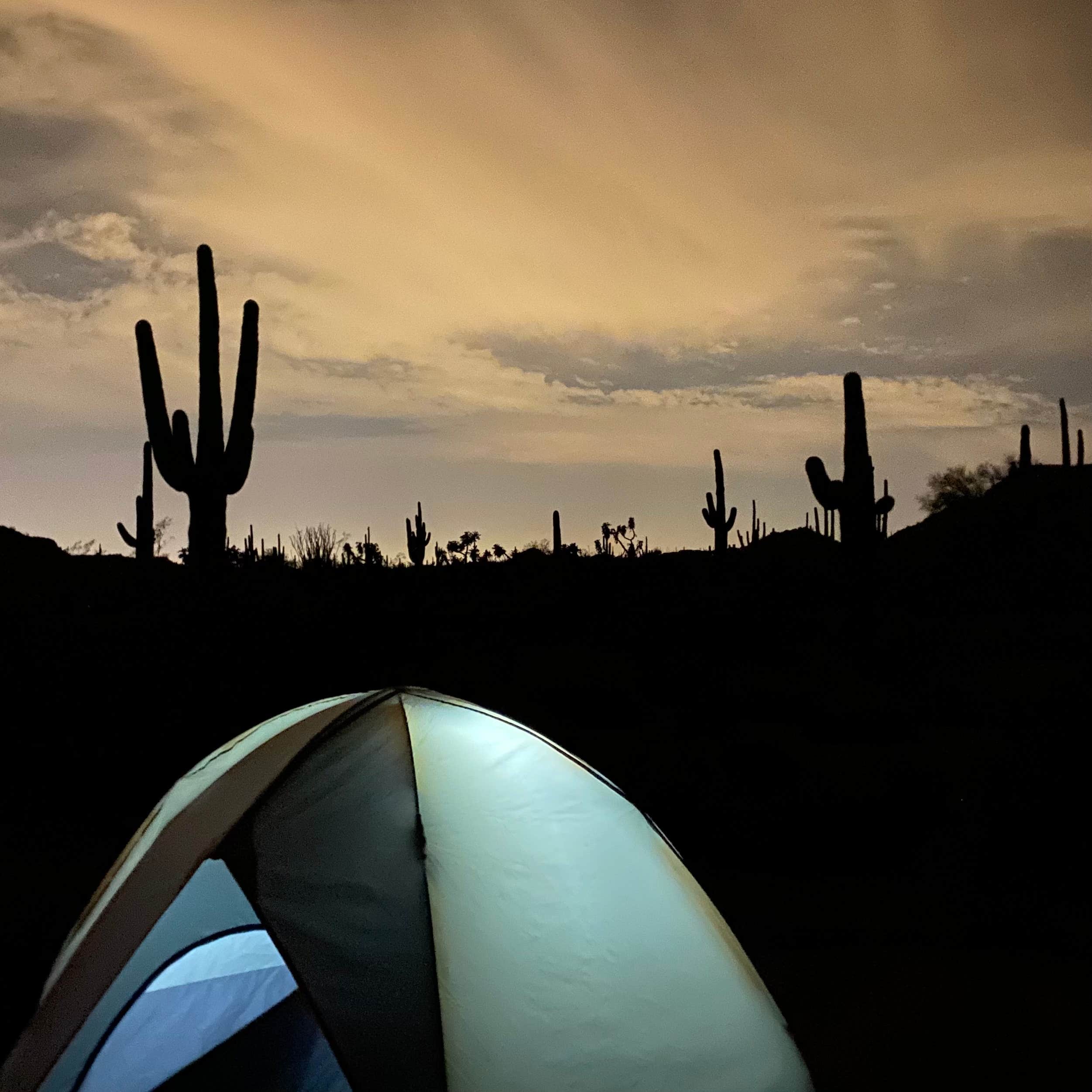 Janet H.'s photo at Usery Mountain Regional Park near Gold Canyon, AZ