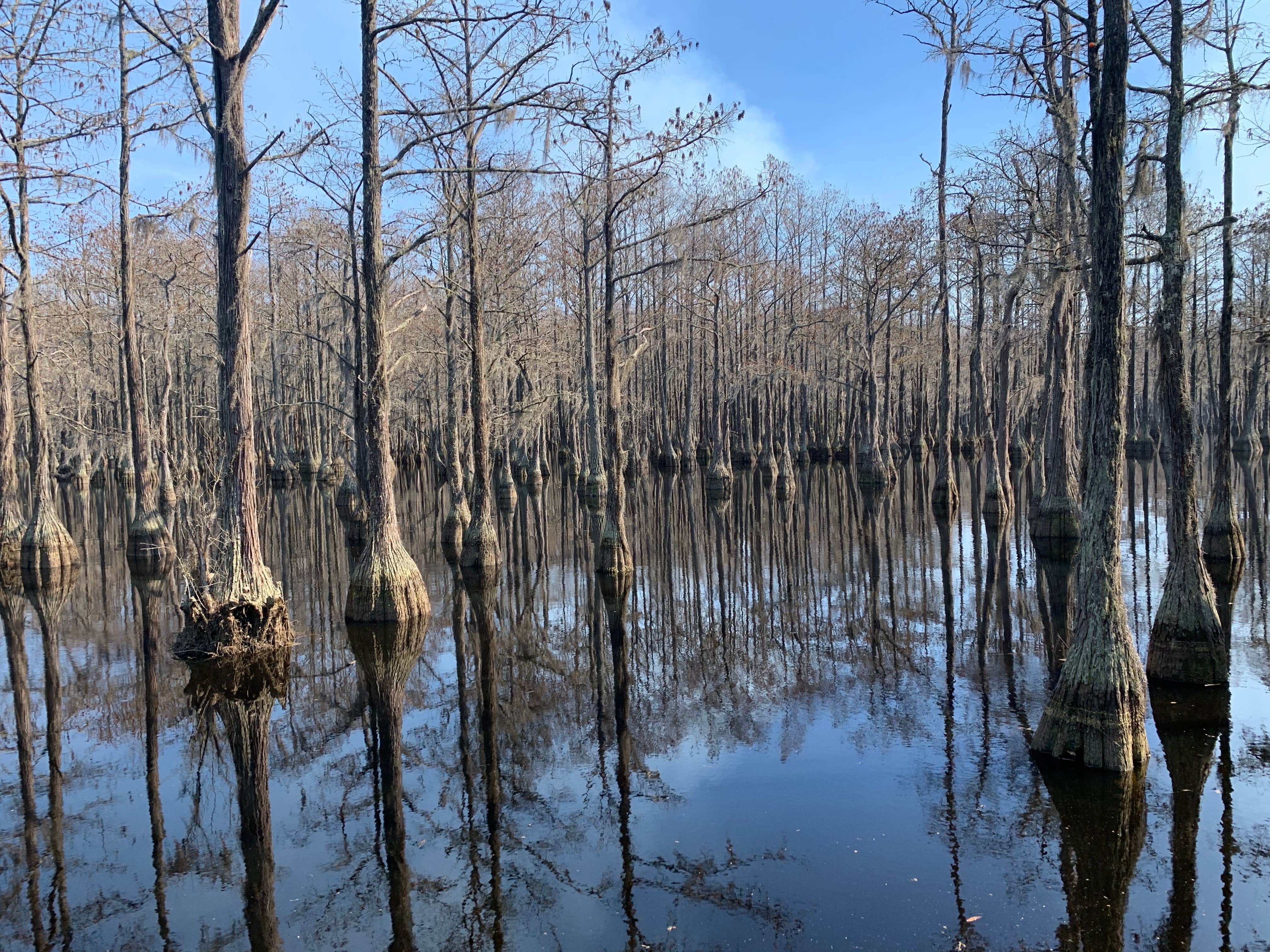 Camper submitted image from George L Smith II State Park Campground - 1