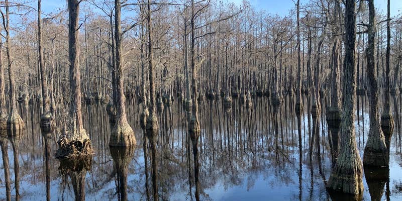 Camper submitted image from George L. Smith State Park Campground