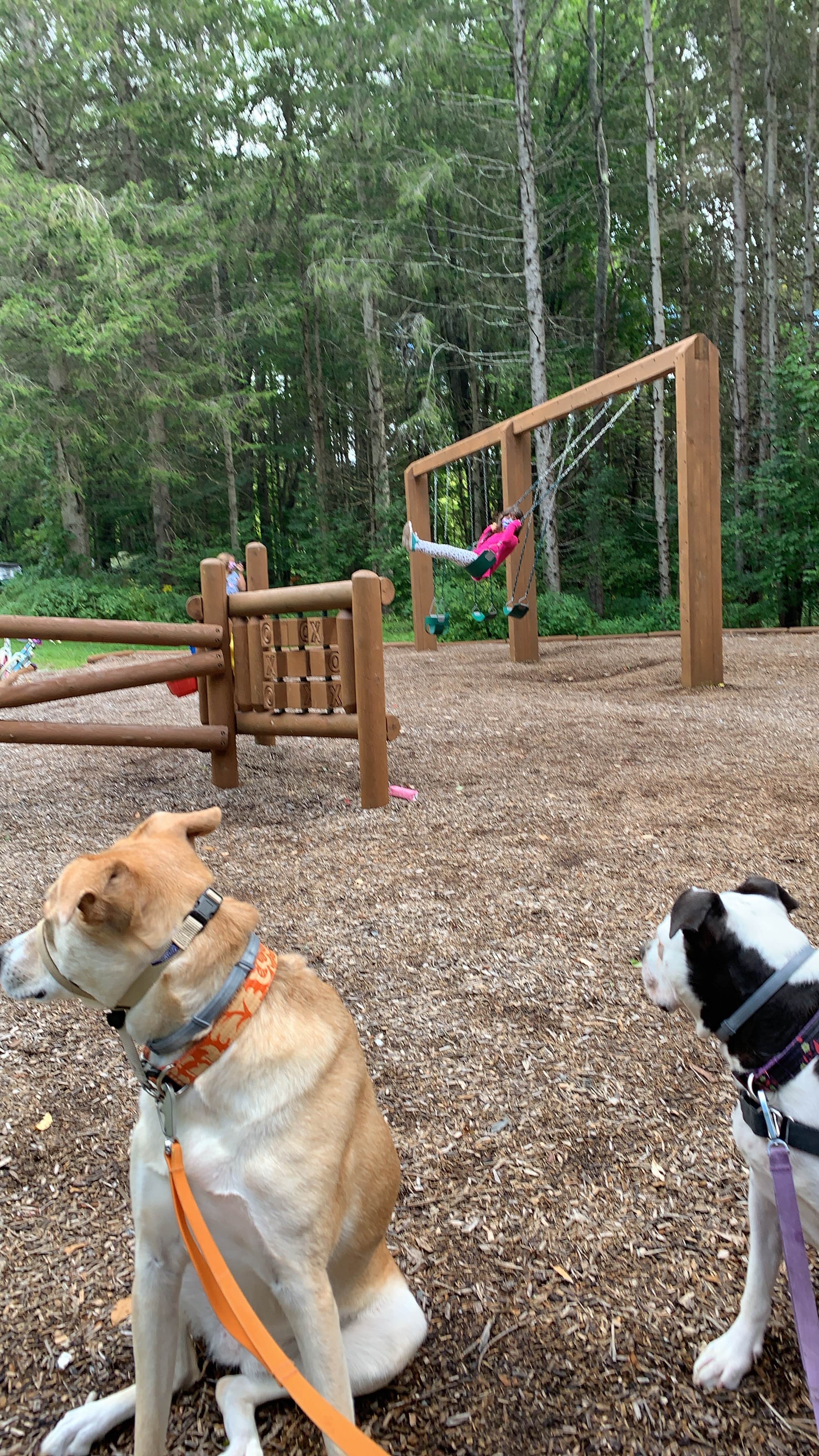 Camper submitted image from Mt. Greylock Campsite Park - 4