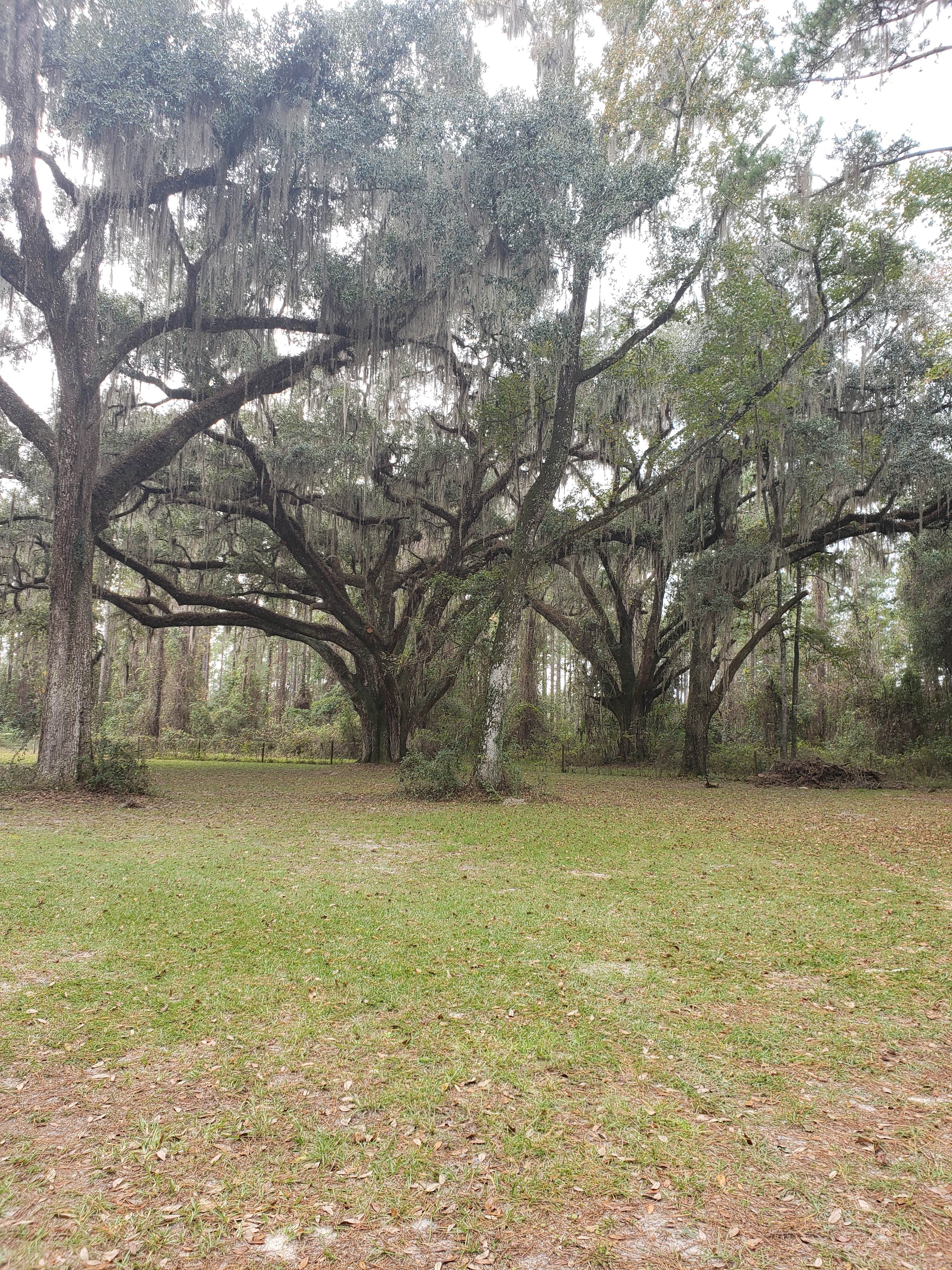 Camper submitted image from Charlton County Traders Hill Recreation Area and Campground - 2