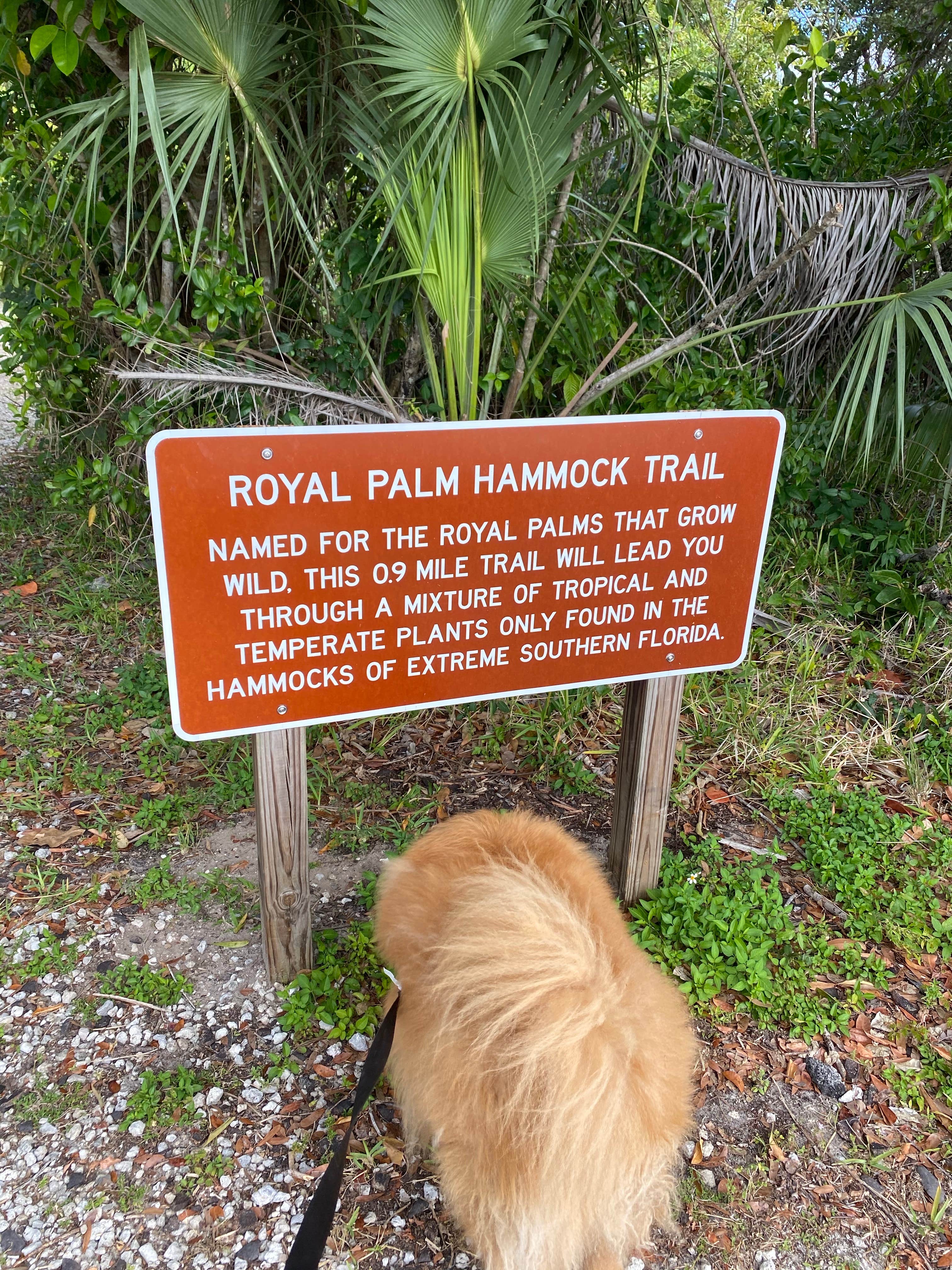 Sarah V.'s photo of camping with pets at Collier–Seminole State Park Campground near Big Cypress National Preserve