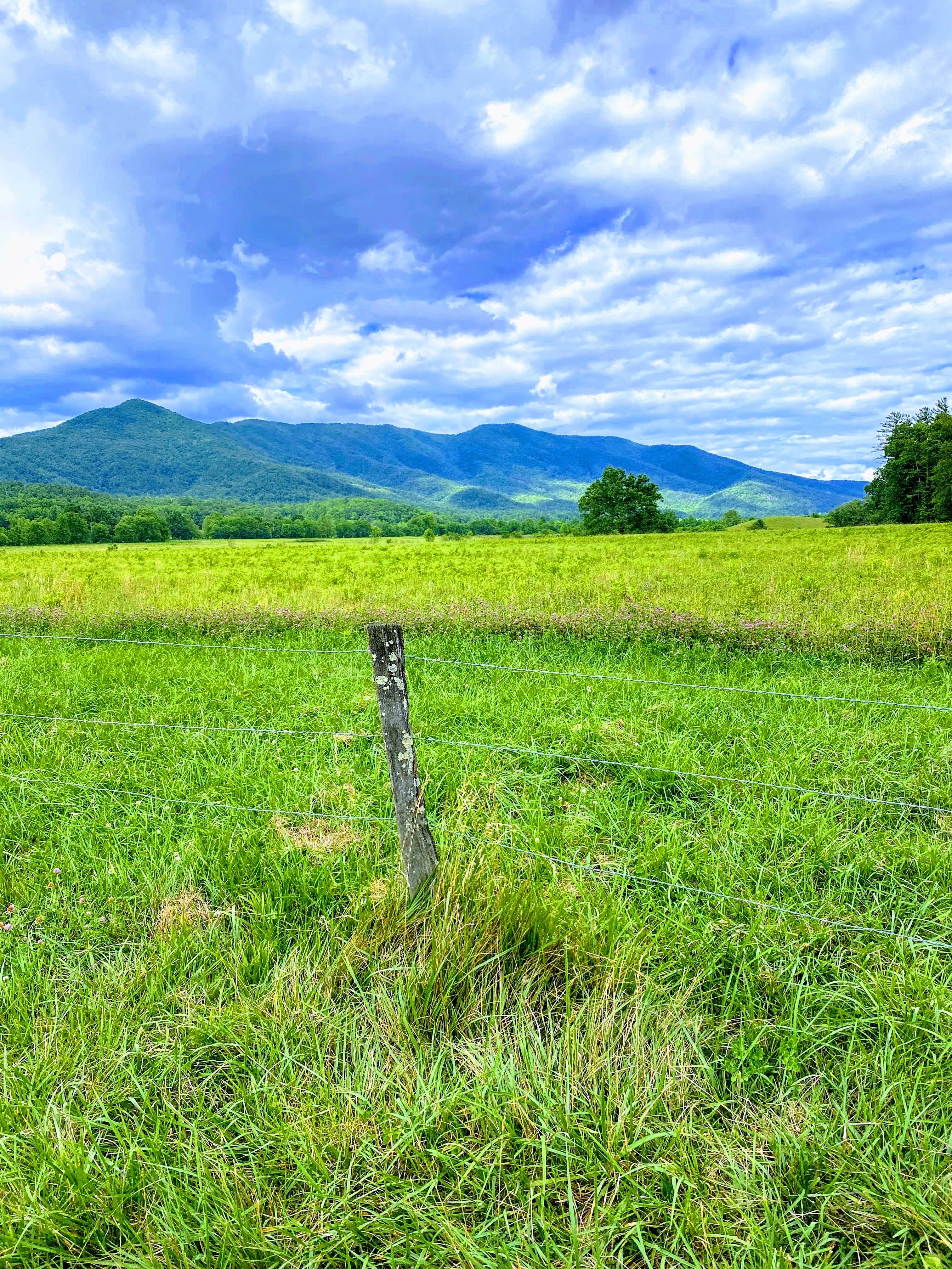 Camper submitted image from Cades Cove Campground - 1