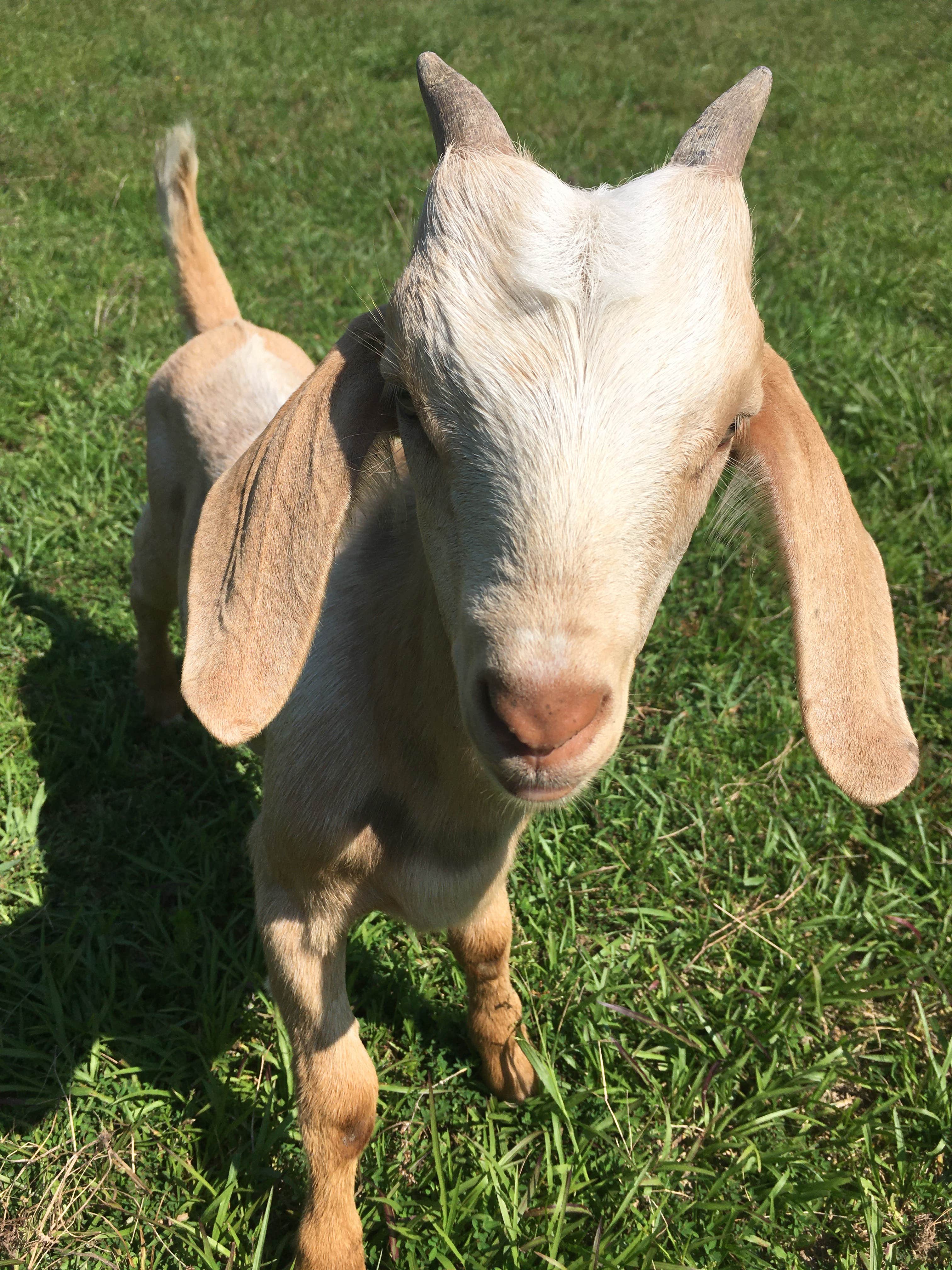 Camper-submitted photo at Cool Creek Farm near Saxapahaw, NC