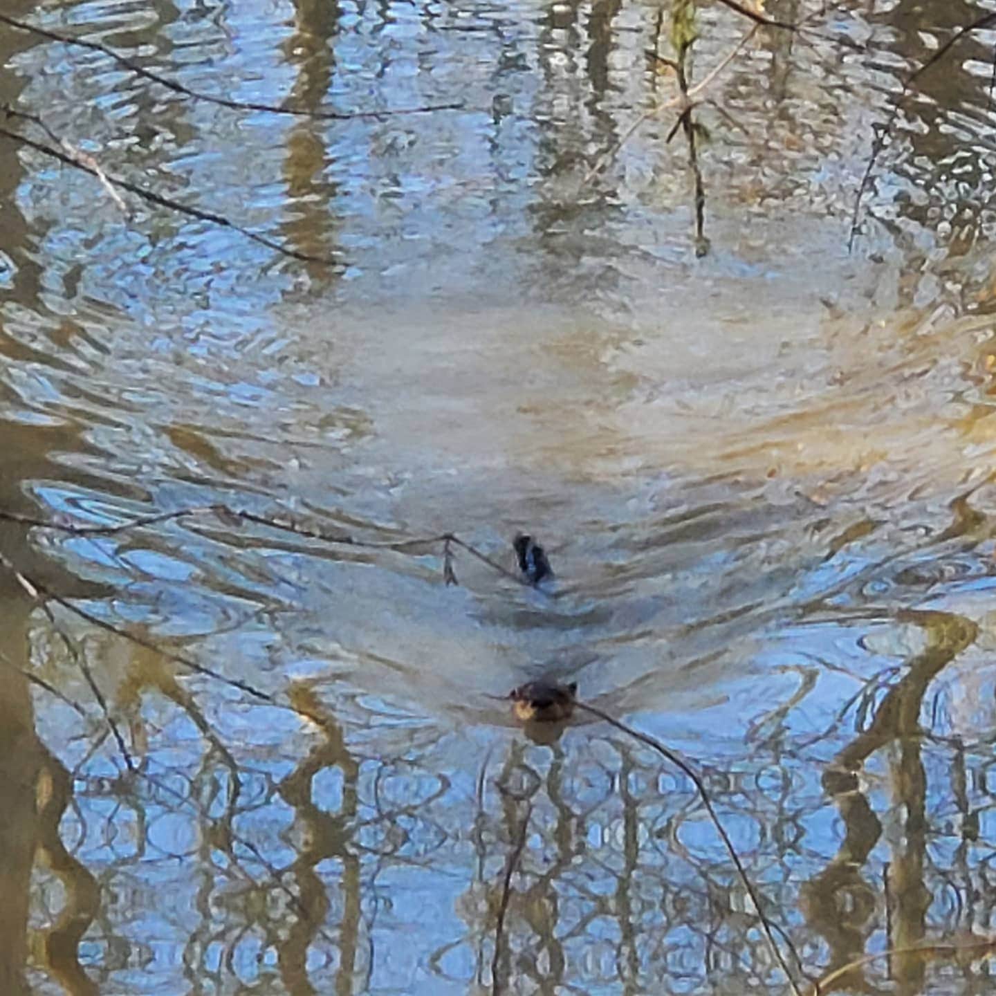 Camping near Punkin Park Campground: Tickfaw State Park Campground, Maurepas, Louisiana