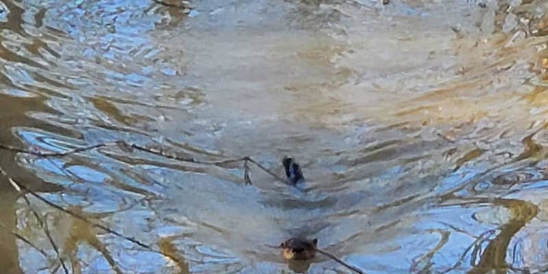 Camper submitted image from Tickfaw State Park Campground