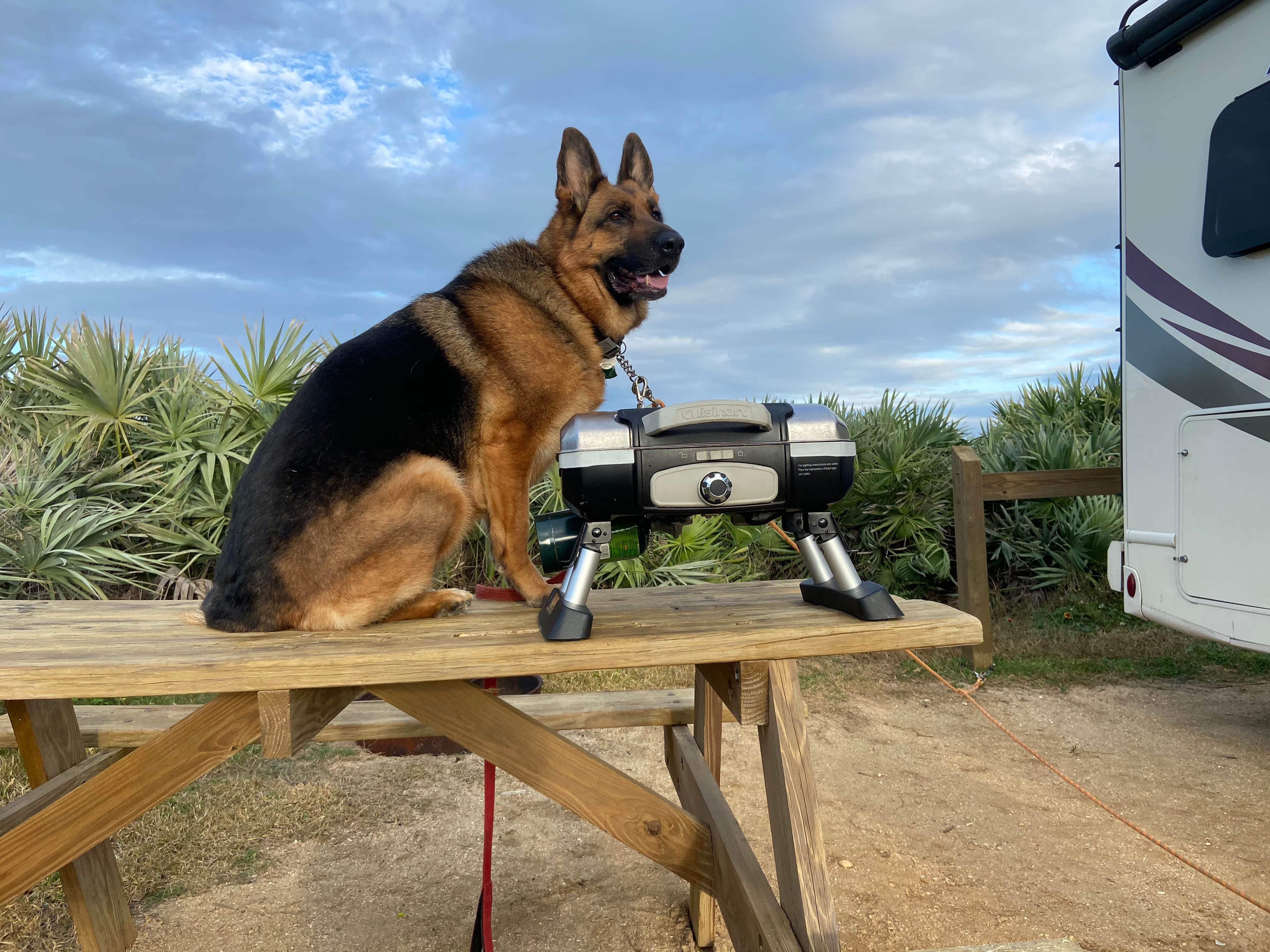 Molly's photo of camping with pets at Riverside Camping — Gamble Rogers Memorial State Recreation Area at Flagler Beach near Daytona Beach Shores, FL