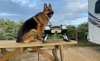 Molly's photo of camping with pets at Riverside Camping — Gamble Rogers Memorial State Recreation Area at Flagler Beach near Daytona Beach Shores, FL