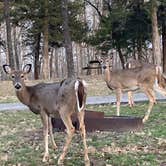 Review photo of Lake of the Ozarks State Park Campground by David W., March 14, 2021