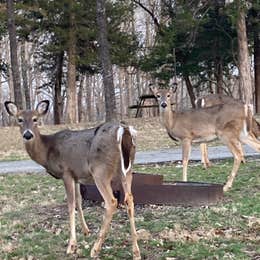 Lake of the Ozarks State Park Campground