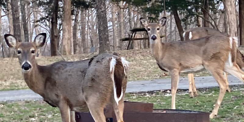 Camper submitted image from Lake of the Ozarks State Park Campground