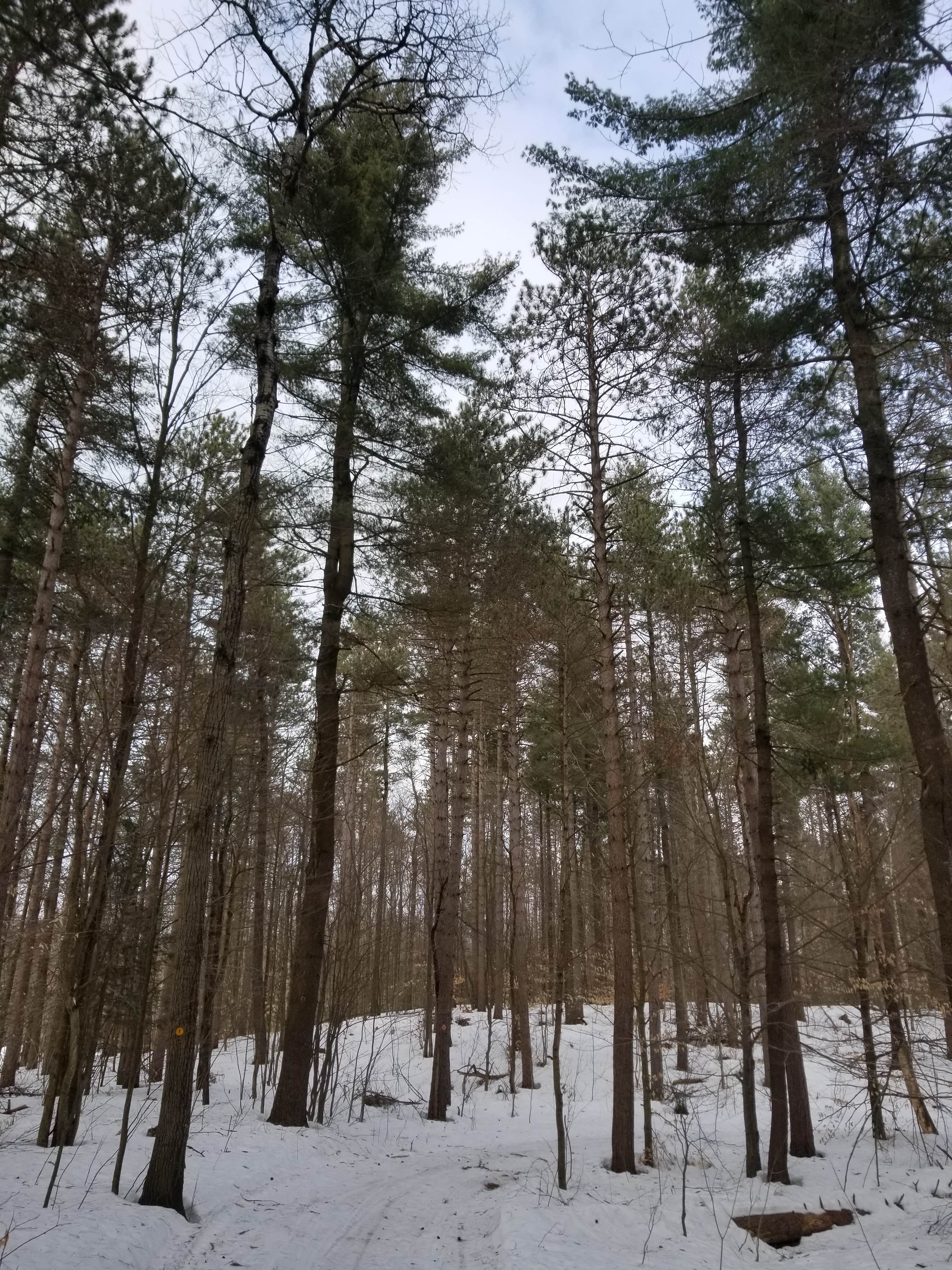 Camper-submitted photo at Winona Forest CCC Camp near Lorraine, NY