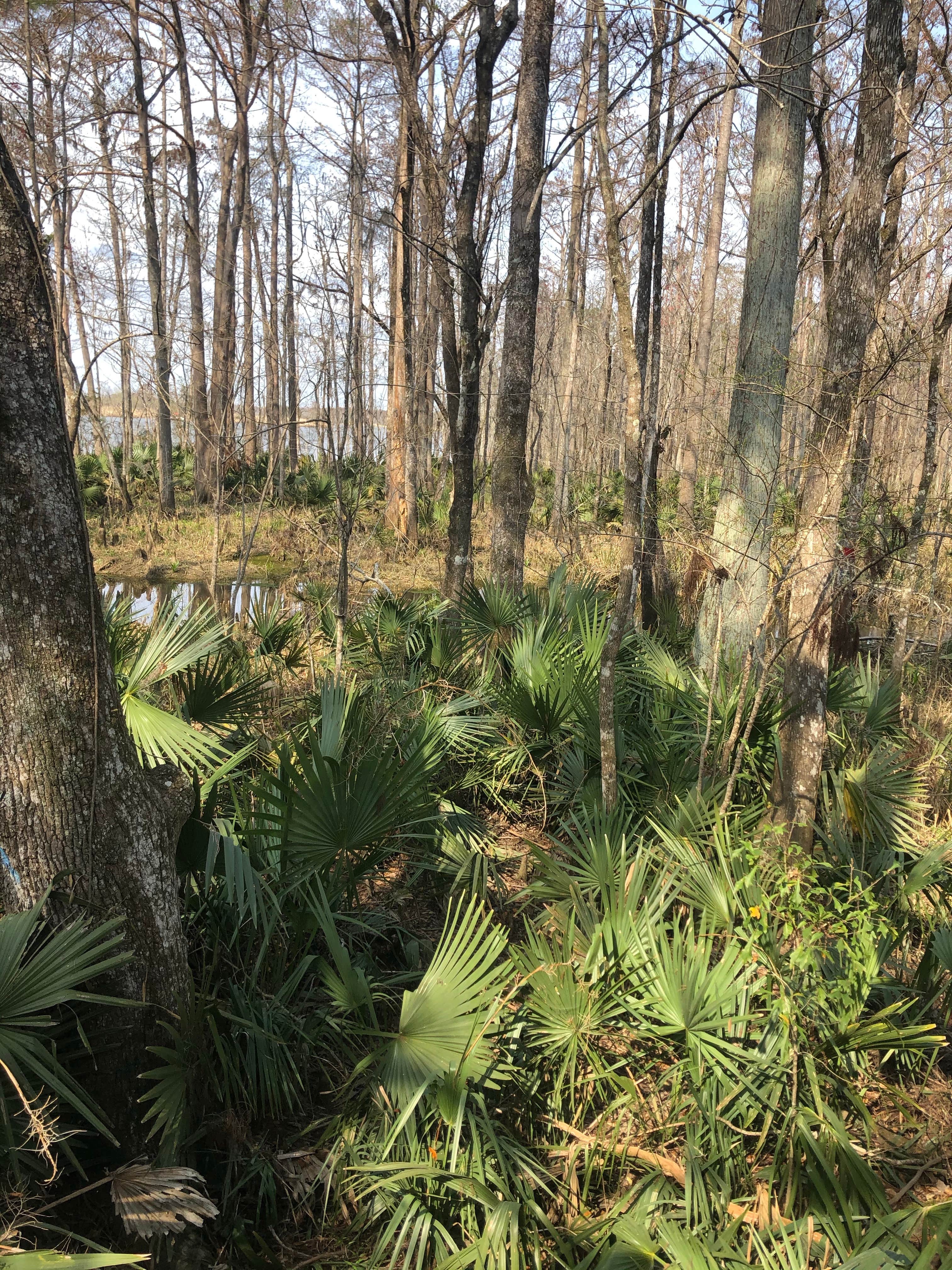 Camper submitted image from Blakeley State Park Campground - 1