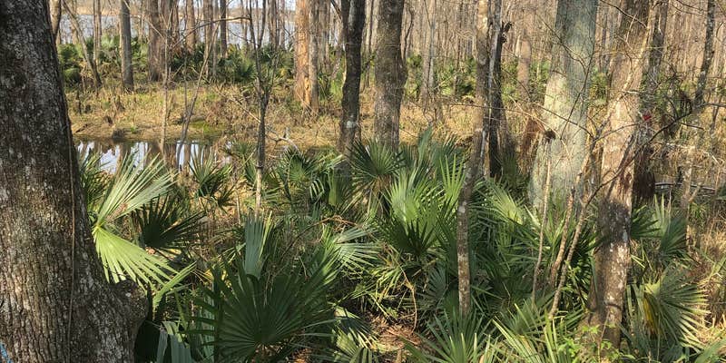 Camper submitted image from Blakeley State Park Campground