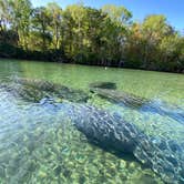 Review photo of Salt Springs Recreation Area by Liz H., March 15, 2021