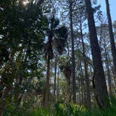 Review photo of Hunting Island State Park Campground by Neil T., March 15, 2021