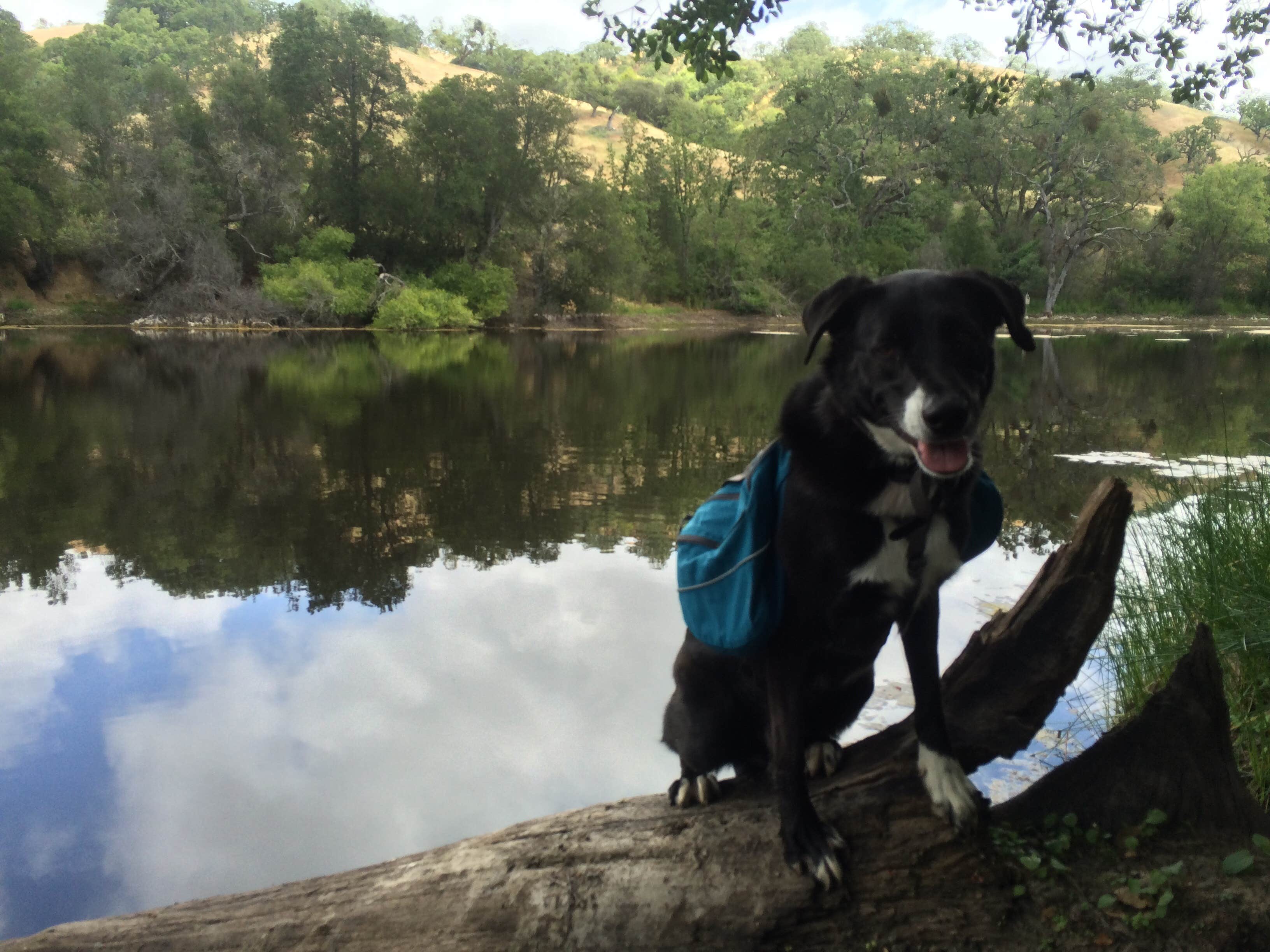 Camper submitted image from Joseph D Grant County Park - Horse Camp - 1
