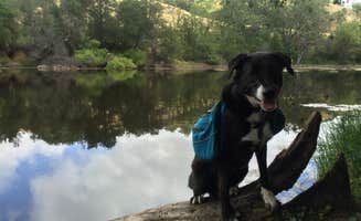 DEREK B.'s photo of camping with pets at Joseph D Grant County Park - Horse Camp near Belmont, CA