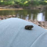 Review photo of Graham Cave State Park Campground by Kelsie L., May 30, 2018