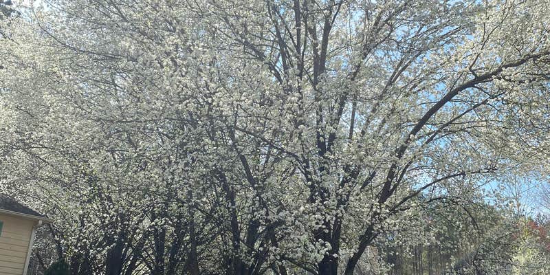 Camper submitted image from Atlanta-Marietta RV Park