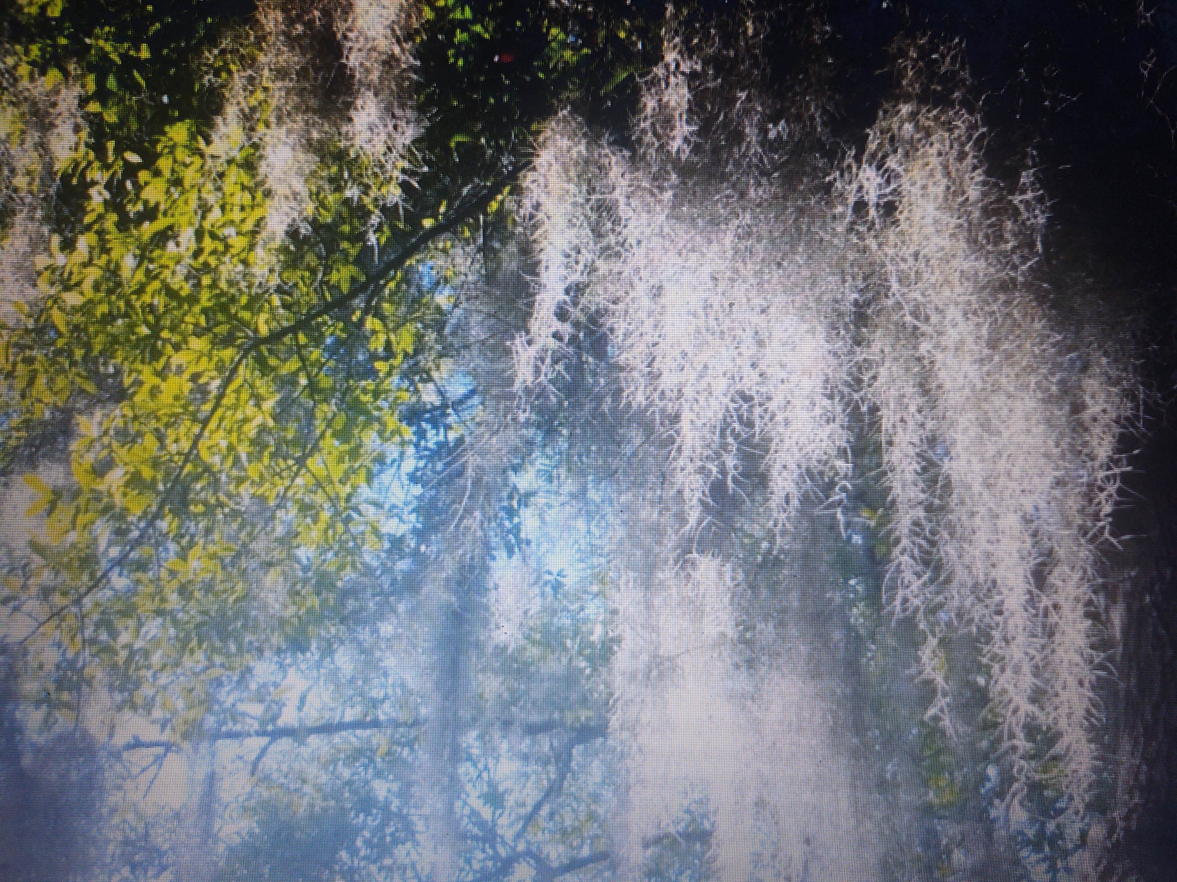 Camper-submitted photo at Spacious Skies Savannah Oaks near Rincon, GA