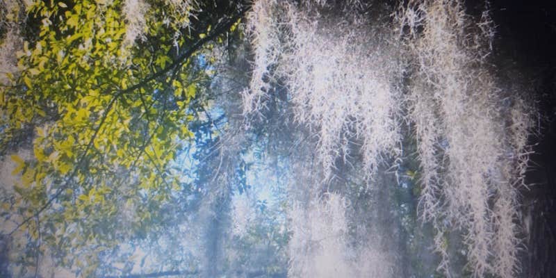 Camper submitted image from Spacious Skies Savannah Oaks