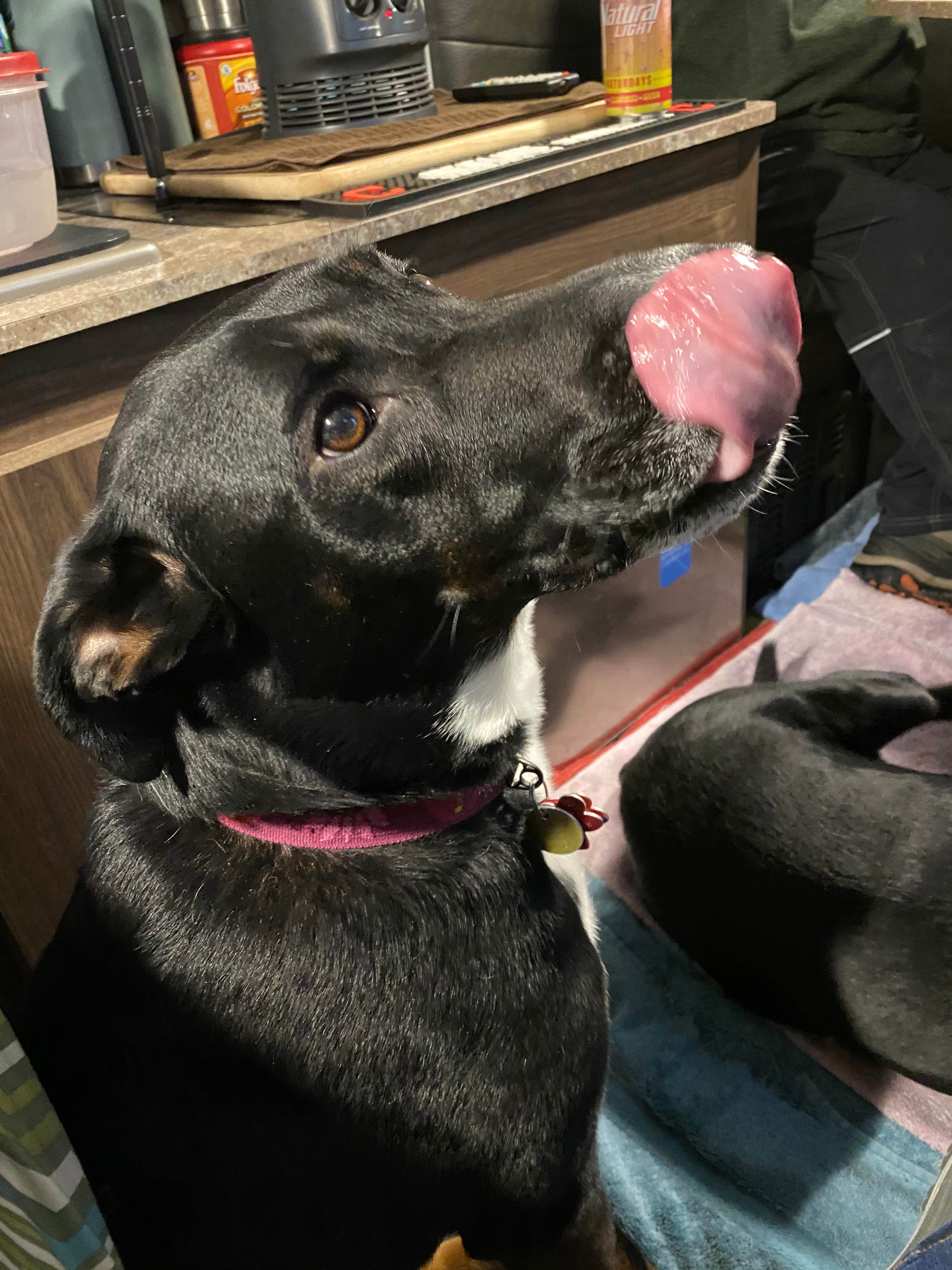 Shannon G.'s photo of camping with pets at Deer Creek State Park Campground near Paint Creek Lake