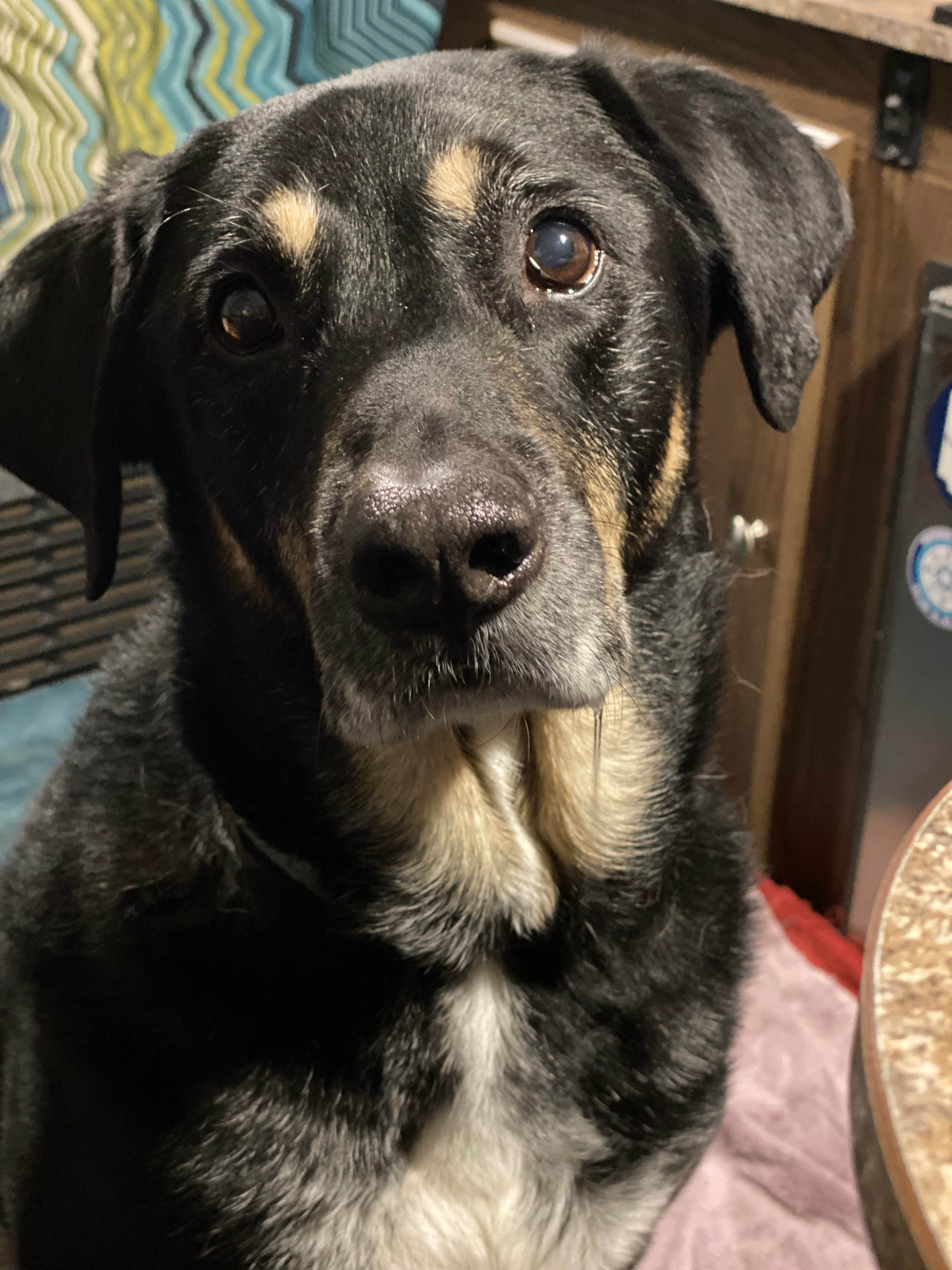 Shannon G.'s photo of camping with pets at Deer Creek State Park Campground near Galloway, OH