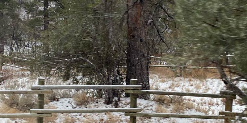 Camper submitted image from Kyle Canyon Campground