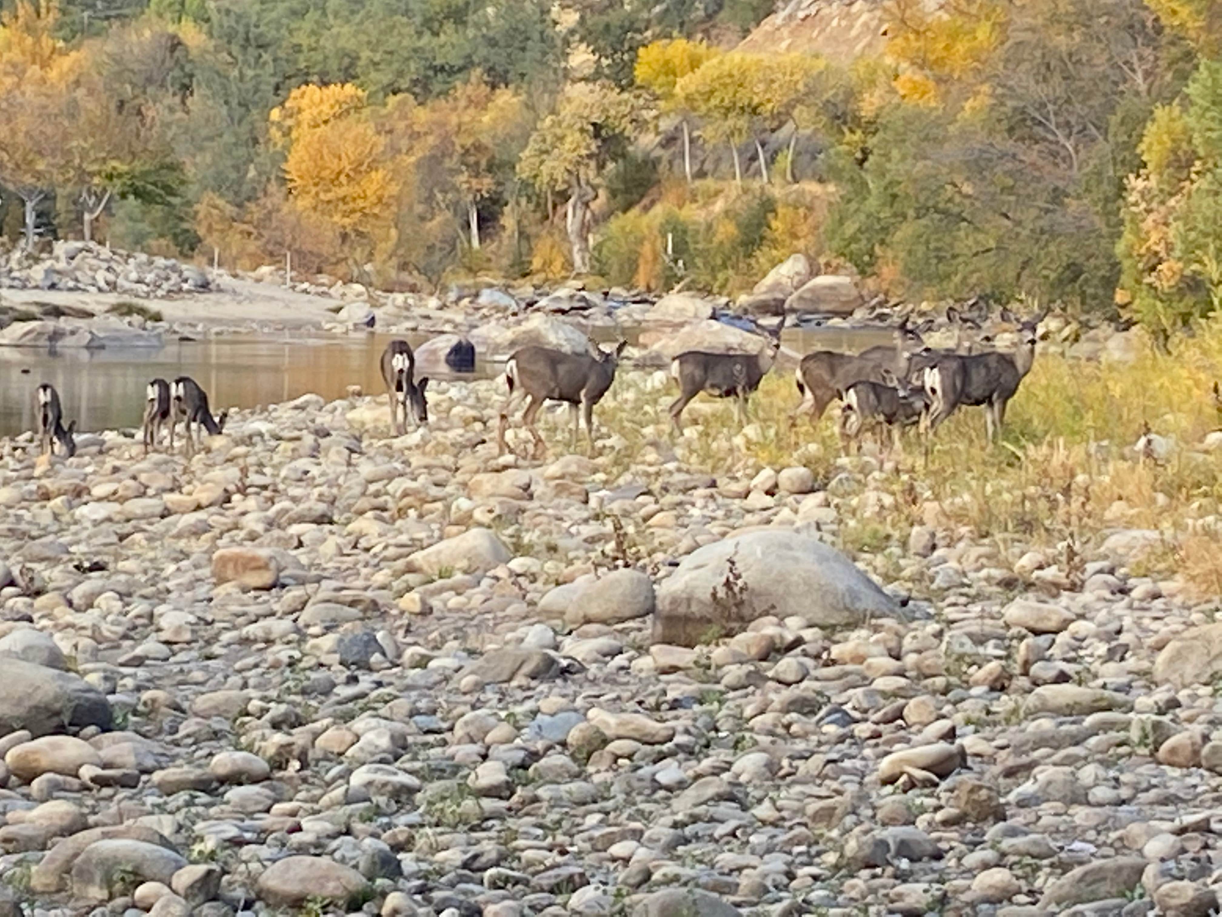 Camper-submitted photo at Frandy Park Campground near Onyx, CA