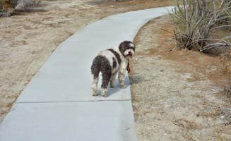 Darah F.'s photo of camping with pets at Headquarters Campground — Salton Sea State Recreation Area near Niland, CA