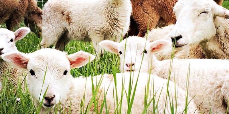 Camper submitted image from Leaping Lamb Farm