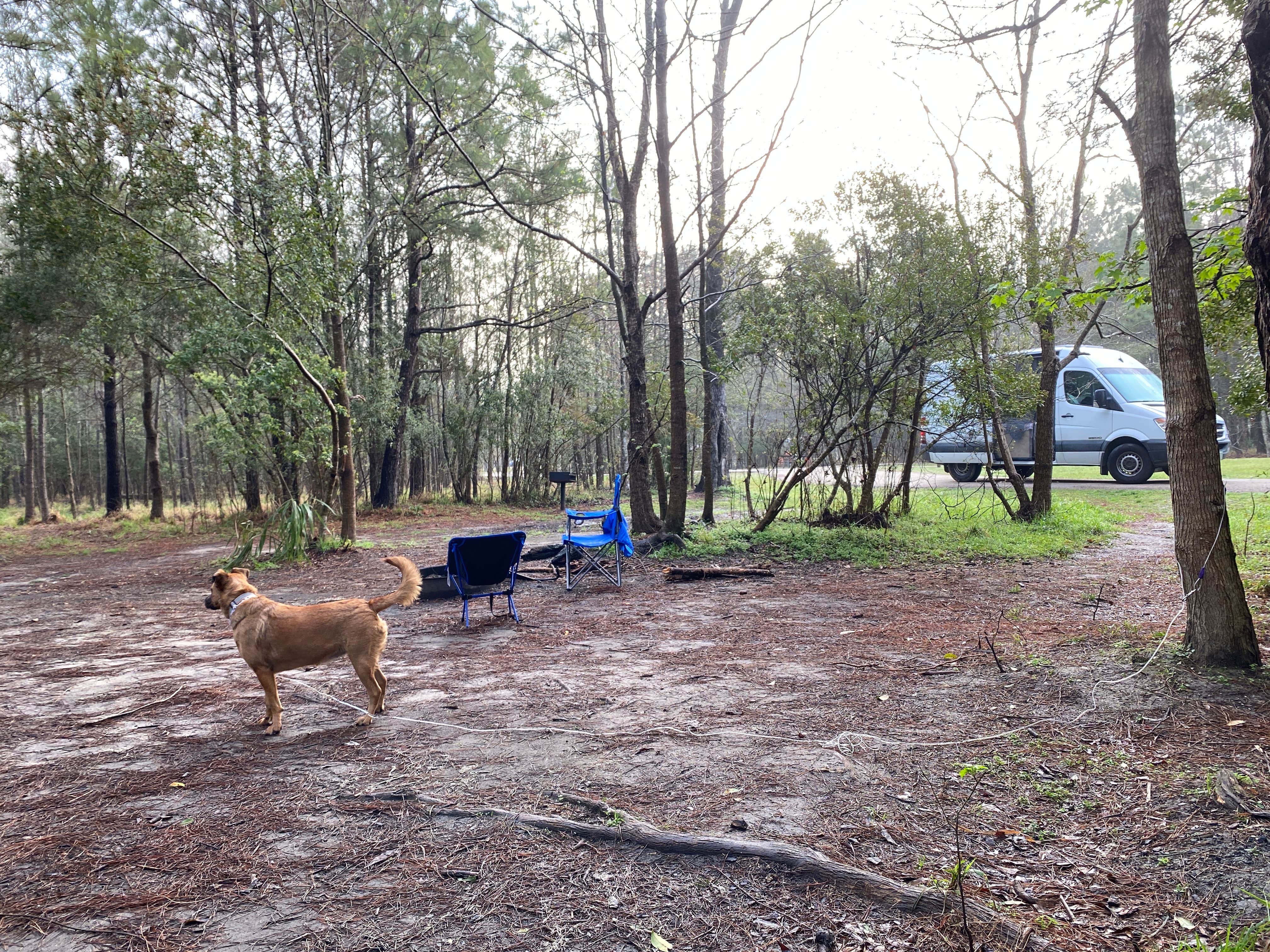 Camper-submitted photo at Fontainebleau State Park Campground in Louisiana