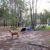 Review photo of Fontainebleau State Park Campground by Dani K., March 17, 2021