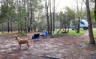Dani K.'s photo of camping with pets at Fontainebleau State Park Campground near New Orleans, LA