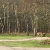 Review photo of Fontainebleau State Park Campground by Dani K., March 17, 2021