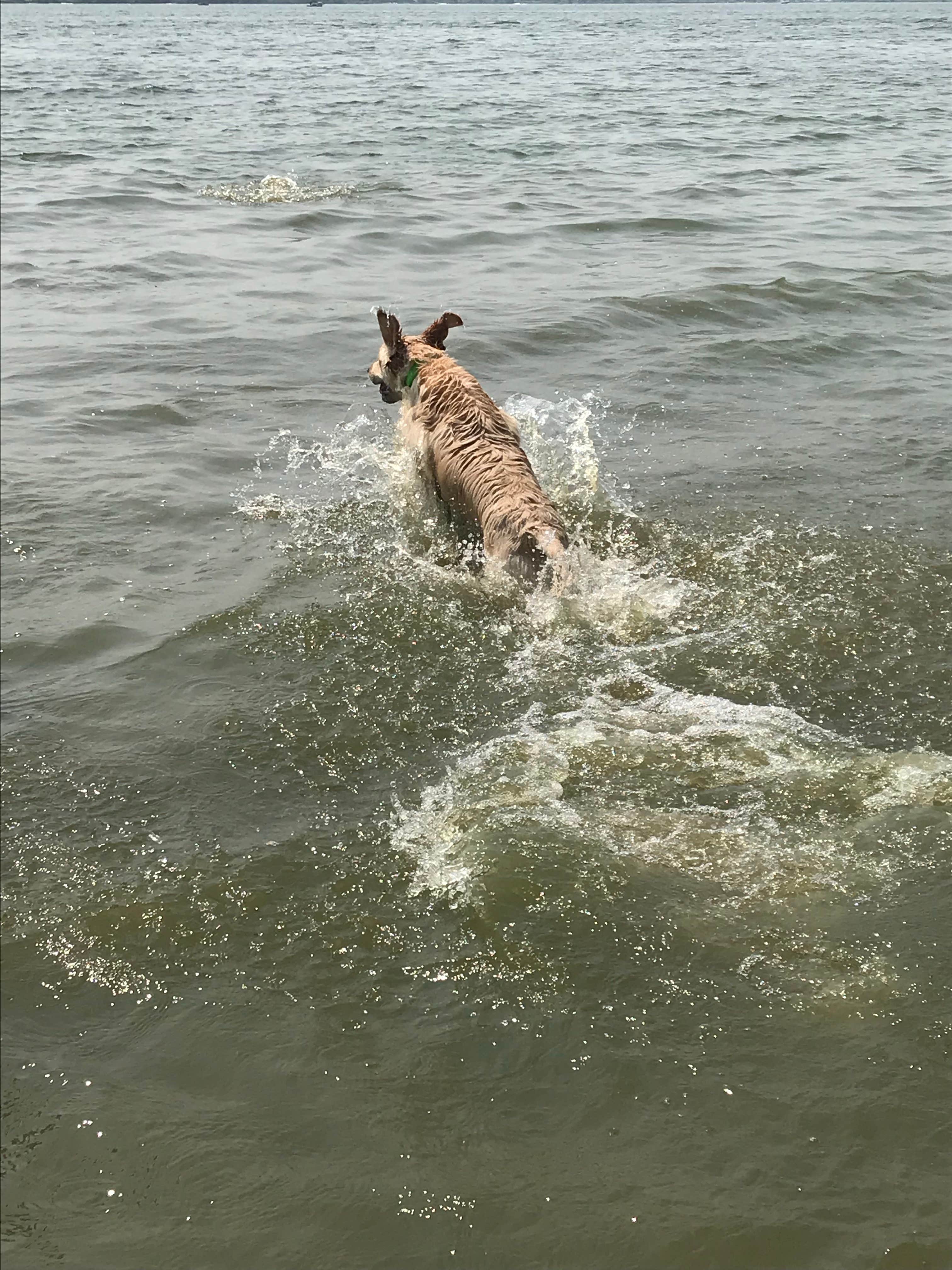 Camping near Lancaster Event Center: Branched Oak Dam-Site 18 Liebers Point, Malcolm, Nebraska