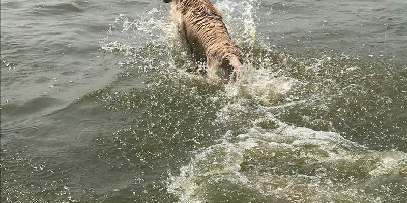 Camper submitted image from Branched Oak Dam-Site 18 Liebers Point