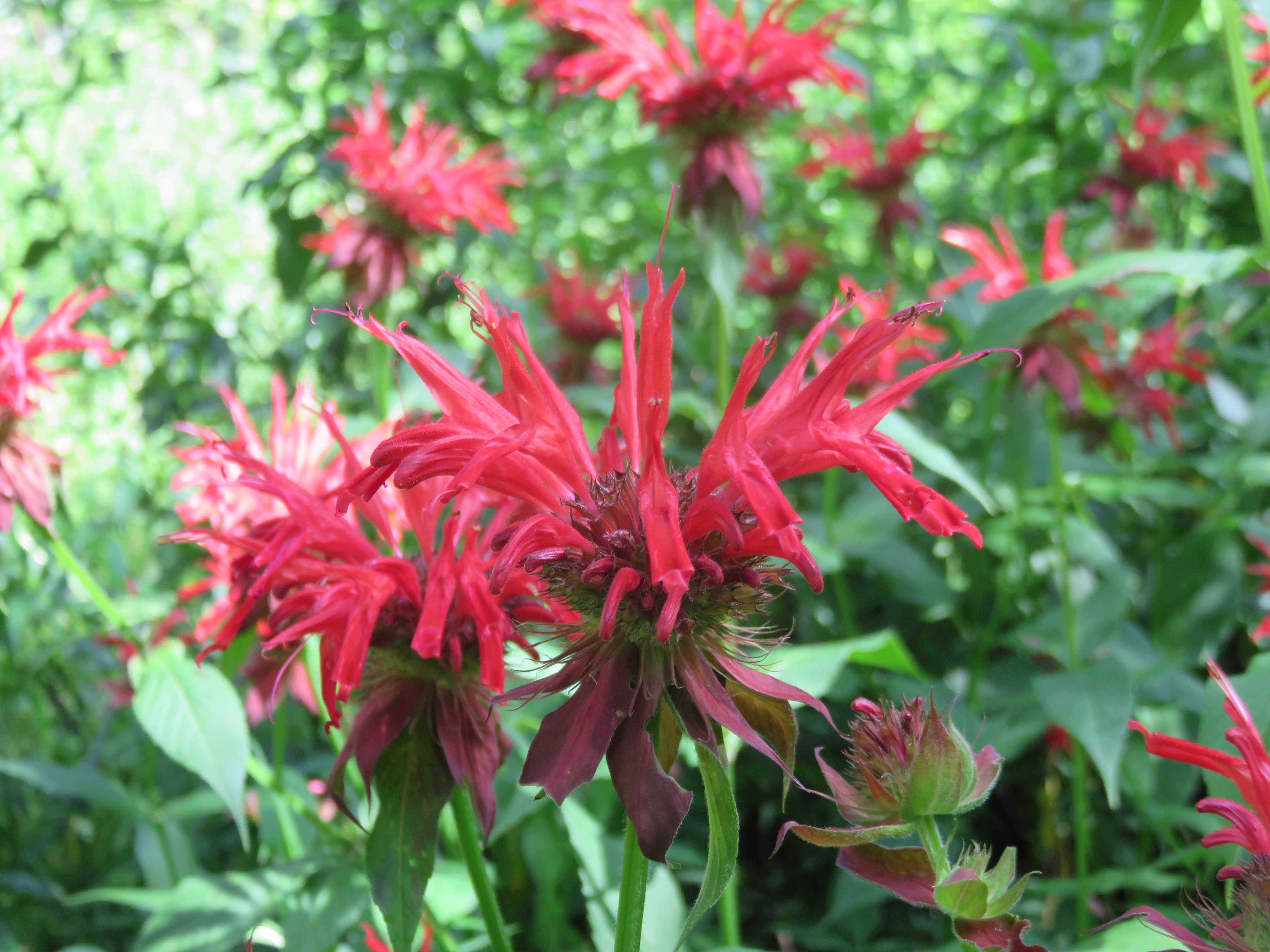 Camping near Starlite Trailer Lodge: Boone Fork Campground, Collettsville, North Carolina