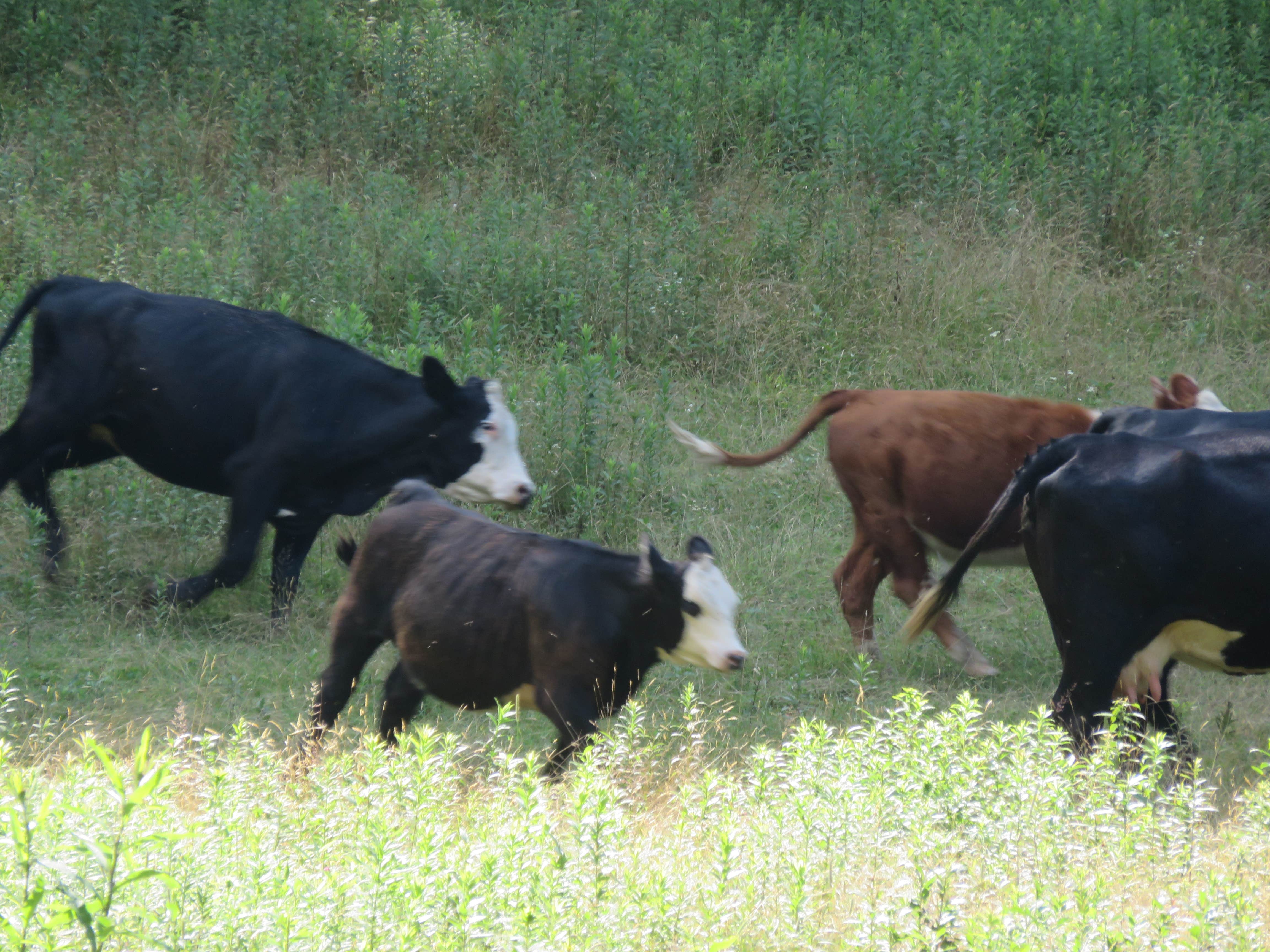 Animals