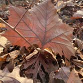 Review photo of A.W. Marion State Park Campground by Shannon G., March 18, 2021