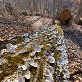 Review photo of A.W. Marion State Park Campground by Shannon G., March 18, 2021